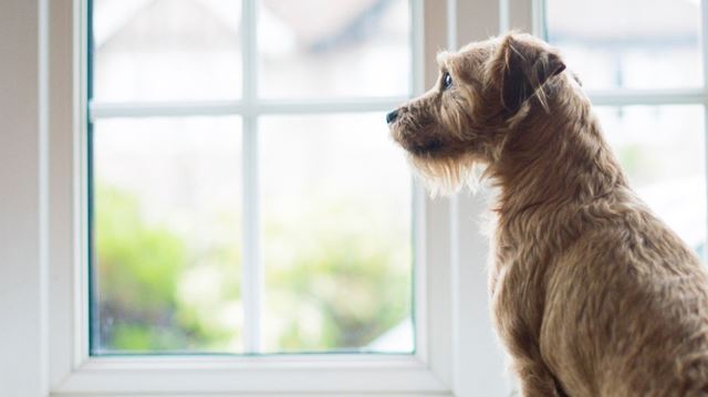 Dog looking out of the window